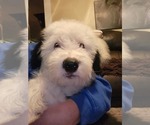 Small Photo #31 Old English Sheepdog Puppy For Sale in WILMINGTON, OH, USA