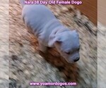 Small Photo #47 Dogo Argentino Puppy For Sale in JANE, MO, USA