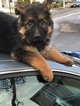 Small Photo #6 German Shepherd Dog Puppy For Sale in TROUTDALE, OR, USA