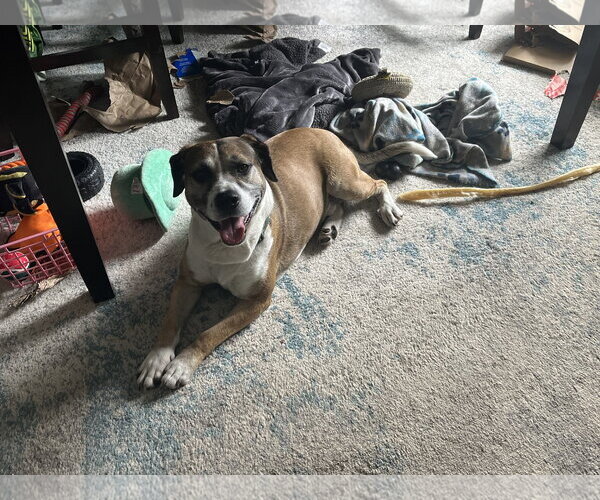 Medium Photo #3 Collie-German Shepherd Dog Mix Puppy For Sale in Norfolk, VA, USA