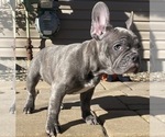 Small Photo #23 French Bulldog Puppy For Sale in KENDALL PARK, NJ, USA