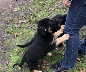 German Shepherd Dog Puppy for sale in RUFFIN, SC, USA