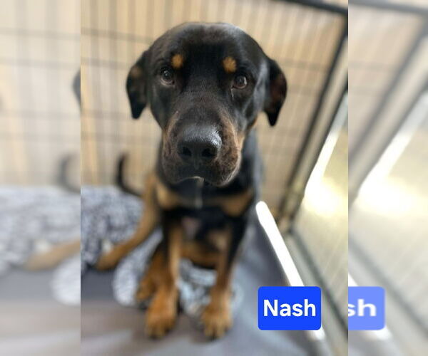 Medium Photo #4 Rottweiler-Unknown Mix Puppy For Sale in Foristell, MO, USA