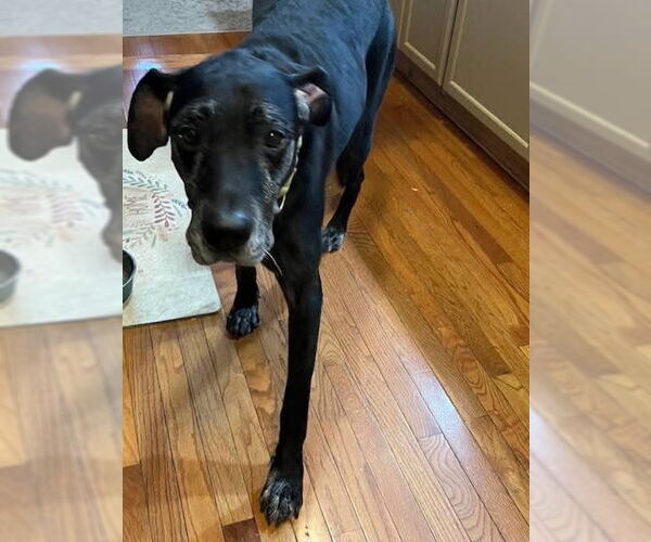 Medium Photo #20 Great Dane-Labrador Retriever Mix Puppy For Sale in Minneapolis, MN, USA