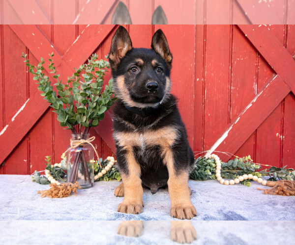 Medium Photo #2 German Shepherd Dog Puppy For Sale in GREENWICH, OH, USA