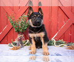 Small #1 German Shepherd Dog