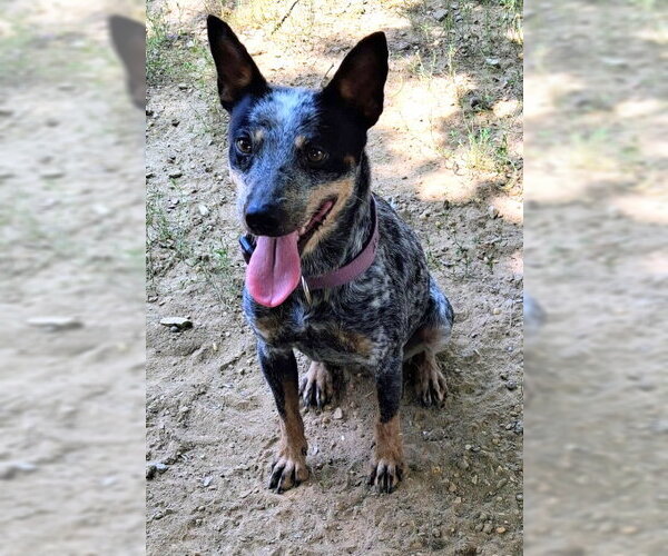 Medium Photo #3 Mutt Puppy For Sale in Mountain View, AR, USA