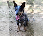 Small #2 Mutt