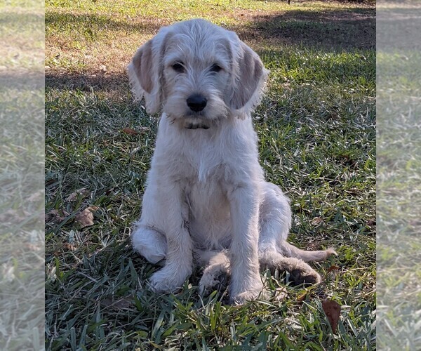 Medium Photo #2 Labradoodle Puppy For Sale in SOUTHERN PINES, NC, USA