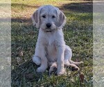 Small Photo #2 Labradoodle Puppy For Sale in SOUTHERN PINES, NC, USA