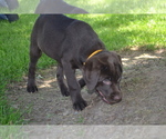 Small Photo #24 Labrador Retriever Puppy For Sale in GREENWOOD, WI, USA