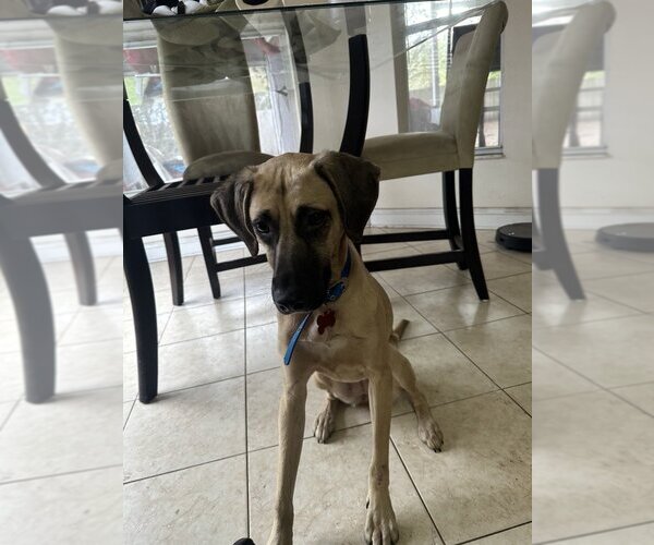 Medium Photo #4 Black Mouth Cur-Unknown Mix Puppy For Sale in Tampa, FL, USA