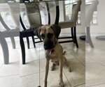 Small Photo #4 Black Mouth Cur-Unknown Mix Puppy For Sale in Tampa, FL, USA