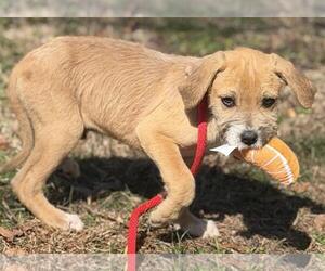 Labrador Retriever-Unknown Mix Dogs for adoption in Yardley, PA, USA
