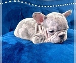 Small Photo #22 French Bulldog Puppy For Sale in HOUSTON, TX, USA