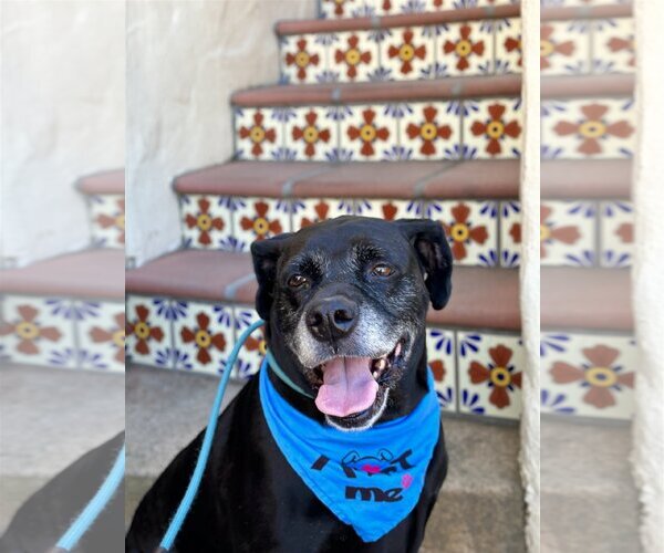 Medium Photo #3 Labrador Retriever-Unknown Mix Puppy For Sale in  Ramona, CA, USA