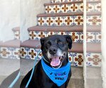 Small #2 Labrador Retriever Mix