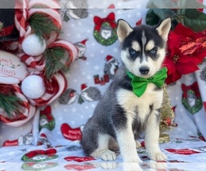 Siberian Husky Puppy for sale in LANCASTER, PA, USA