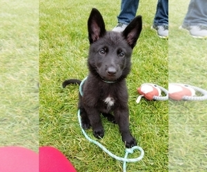 German Shepherd Dog Puppy for sale in TINLEY PARK, IL, USA