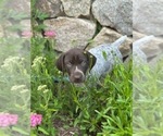 Puppy Maple German Shorthaired Pointer