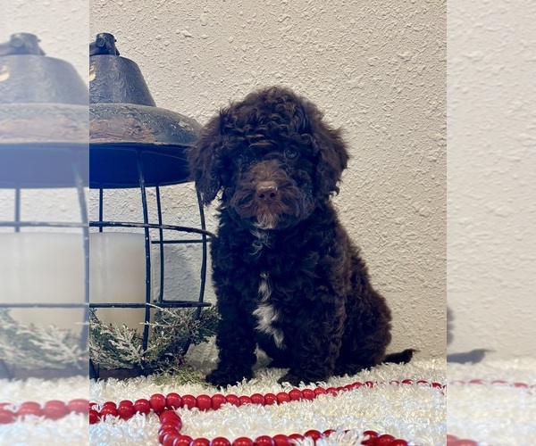 Medium Photo #3 Whoodle (Miniature) Puppy For Sale in DOSS, MO, USA