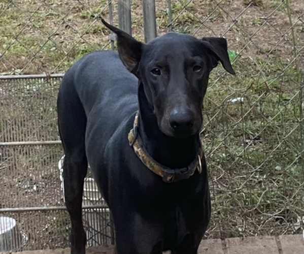 Medium Photo #1 Doberman Pinscher Puppy For Sale in BEAN STATION, TN, USA