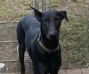 Father of the Doberman Pinscher puppies born on 11/11/2025