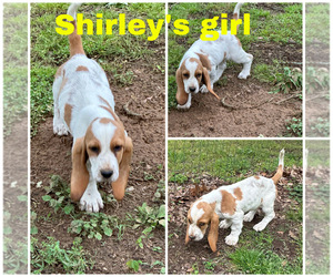 Bloodhound Puppy for sale in OKARCHE, OK, USA