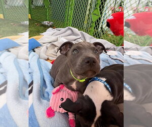 Phoenix (Marvel 7) - Female Mutt Dog for Adoption - Photo #2