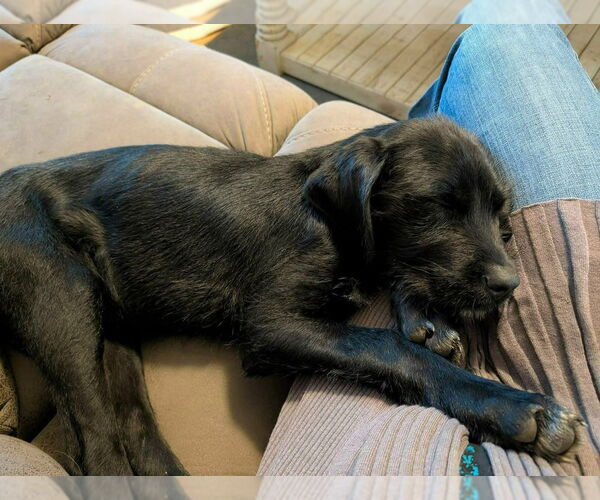 Medium Photo #4 Labrador Retriever-Unknown Mix Puppy For Sale in Aurora, IN, USA