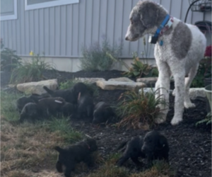 Poodle (Standard) Litter for sale in HAMILTON, OH, USA