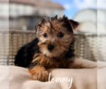 Small #2 Yorkshire Terrier