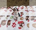 Small Photo #6 Boston Terrier Puppy For Sale in MACON, GA, USA