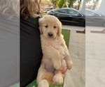 Small Photo #8 Golden Retriever Puppy For Sale in COVINA, CA, USA