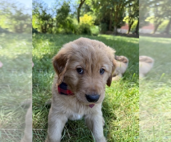 Medium Photo #17 Golden Retriever Puppy For Sale in BATTLE GROUND, WA, USA