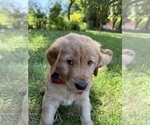 Small Photo #17 Golden Retriever Puppy For Sale in BATTLE GROUND, WA, USA
