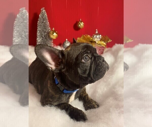 Medium Photo #2 French Bulldog Puppy For Sale in FORT WORTH, TX, USA