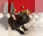 Small Photo #2 French Bulldog Puppy For Sale in FORT WORTH, TX, USA
