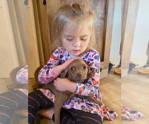 Medium Photo #5 Mutt Puppy For Sale in New London, WI, USA