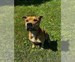 Small Staffordshire Bull Terrier