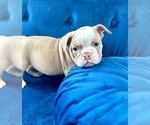 Small #12 English Bulldog