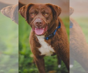 Labrador Retriever-Unknown Mix Dogs for adoption in Rustburg, VA, USA