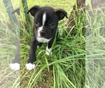 Small Photo #1 Boston Terrier Puppy For Sale in JONES, OK, USA