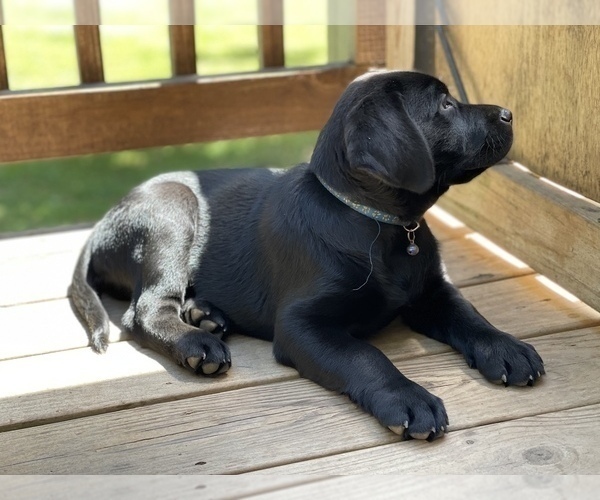 Medium Photo #4 Labrador Retriever Puppy For Sale in FREDERICKSBURG, VA, USA