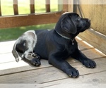 Small Photo #4 Labrador Retriever Puppy For Sale in FREDERICKSBURG, VA, USA