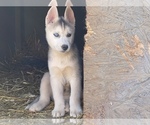 Puppy 6 Siberian Husky