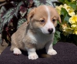 Small Photo #25 Pembroke Welsh Corgi Puppy For Sale in GOSHEN, IN, USA
