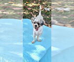 Small #3 Shih Tzu