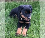 Small #13 Rottweiler