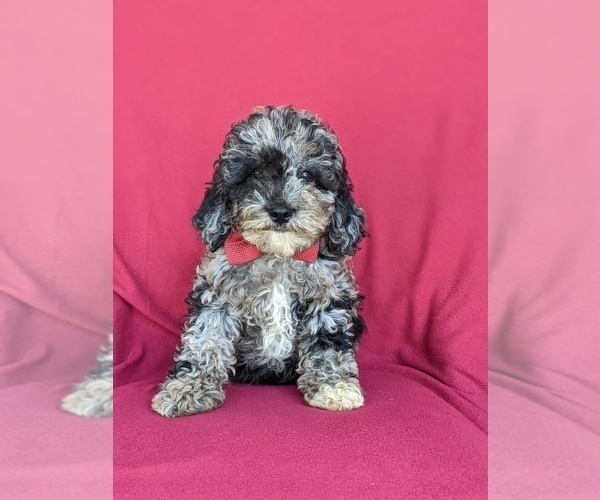 Medium Photo #4 Cock-A-Poo-Poodle (Miniature) Mix Puppy For Sale in LINCOLN UNIVERSITY, PA, USA